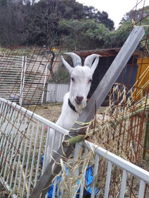 20160327まだ親子一緒にしてあげれない白次郎