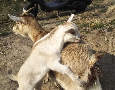 20160228ママにべったり桃太郎